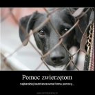 miniatura_pomoc-dla-zwierzat