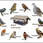 miniatura_dokarmiajmy-zima-ptaki